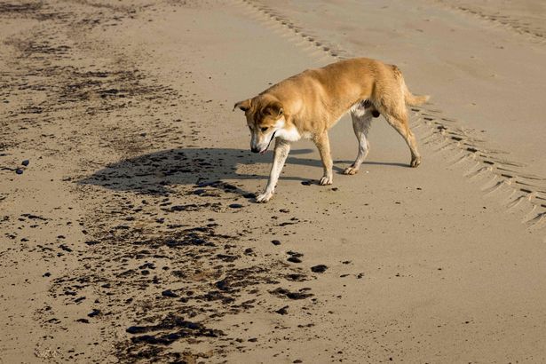 Flere hunde alvorligt syge på mystiskvis: Eksperter mener at de er smittet med coronavirus