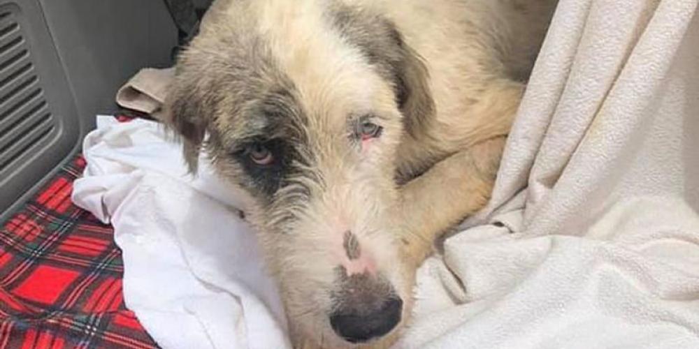 Skød og dræbte hundehvalp med armbrøst