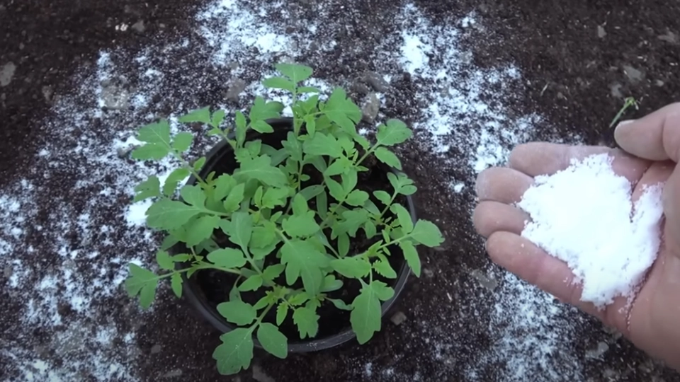 Tilføj bare denne simple ingrediens: Giver dobbelt udbytte af dine tomatplanter
