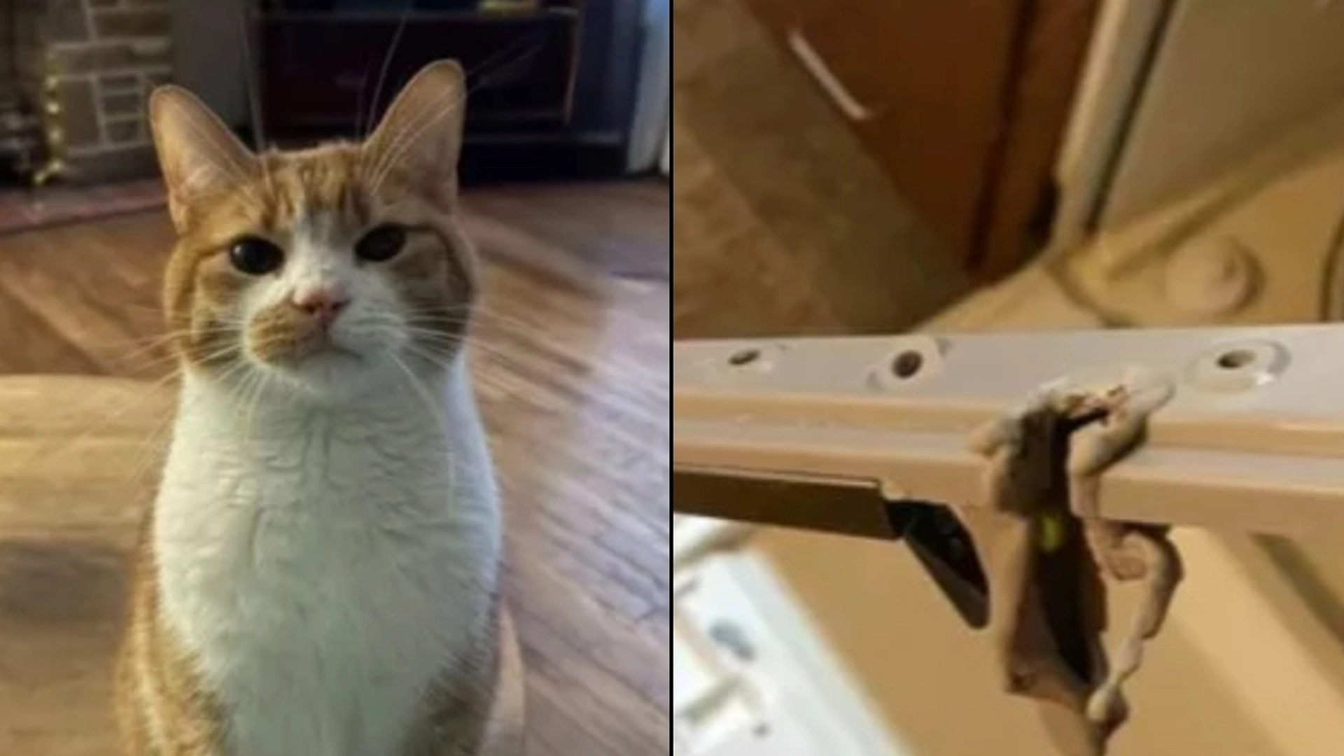 Katten nægtede parret at sove: Så indser de, at han forsøgte at advare dem