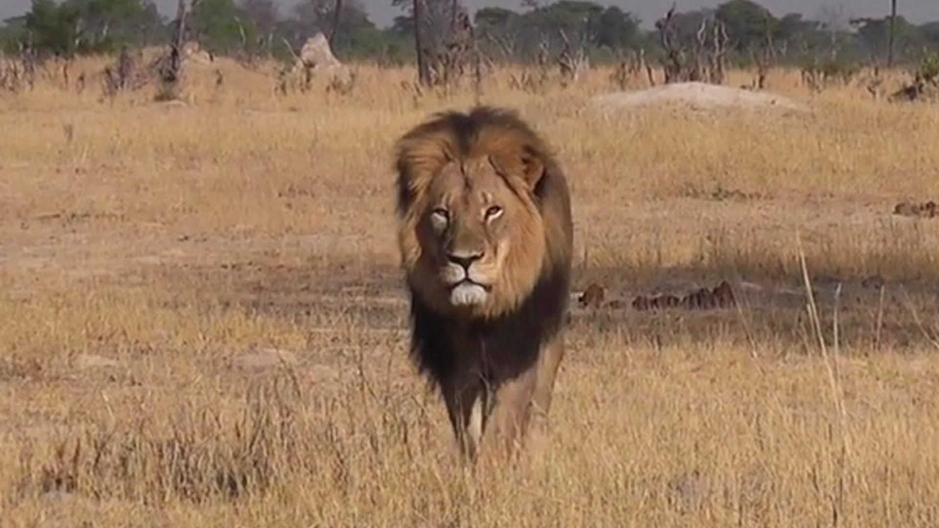 8 årig dreng overlevede 5 nætter omringet af vilde løver: Du gætter aldrig hvordan