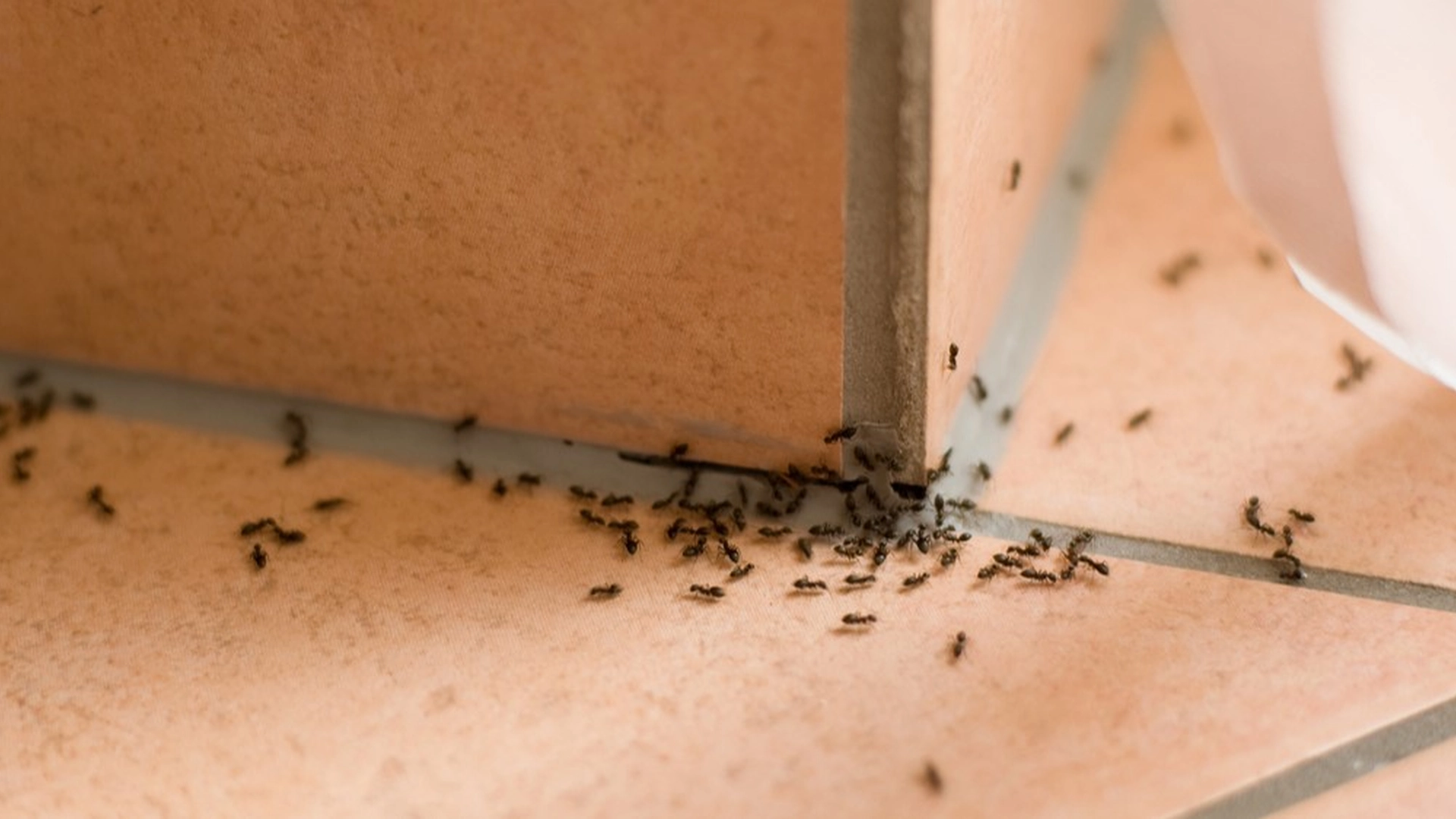 Sådan stopper du myrer i at invadere dit hjem: Spray blot dette naturlige mirakelmiddel