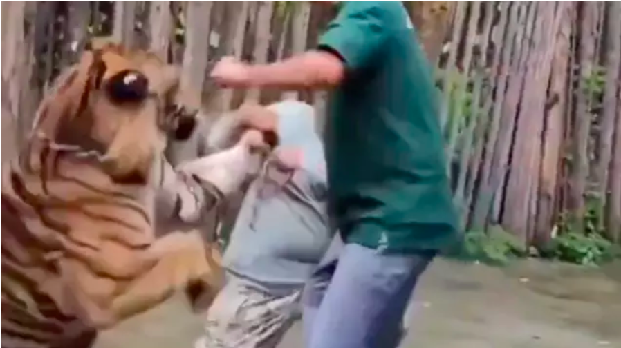 Prøvede at tage en selfie med tiger: Kort efter gik den i et voldsomt angreb