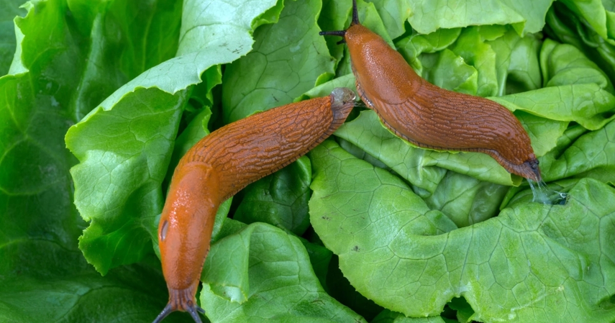 Skær denne frugt i to og smid den midt i haven: Med et snuptag vil du kunne fjerne alle snegle
