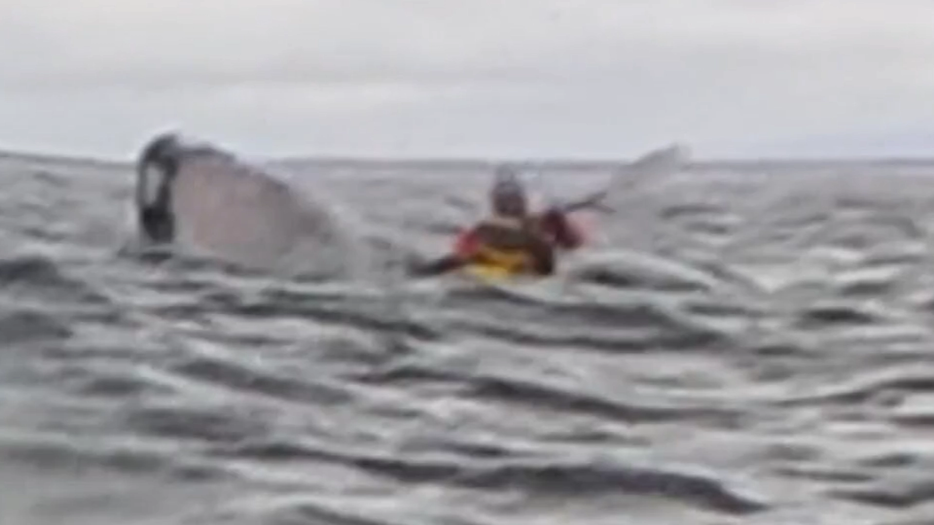 Det utænkelige sker: 24-årig mand bliver opslugt af en hval