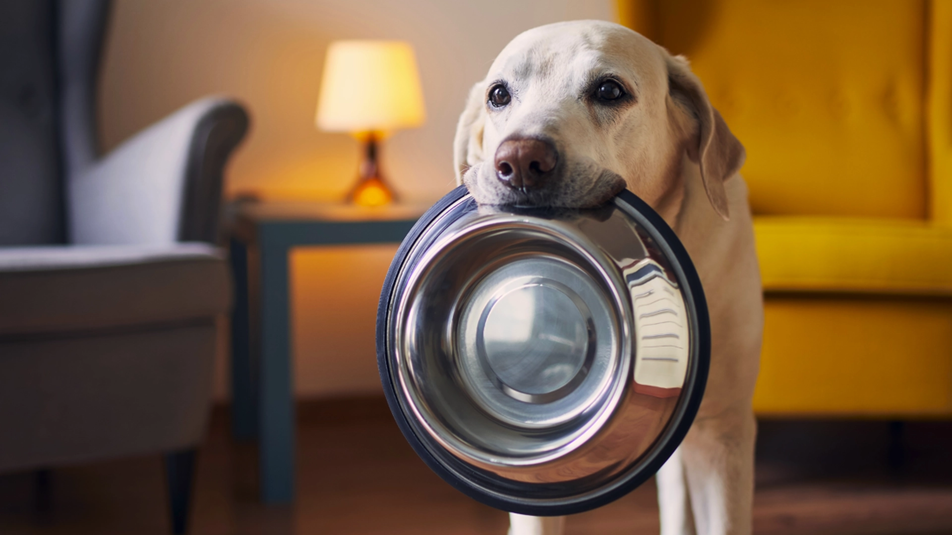 Hundeekspert fastslår: Her er 3 af de nemmeste hunderacer i verden at træne