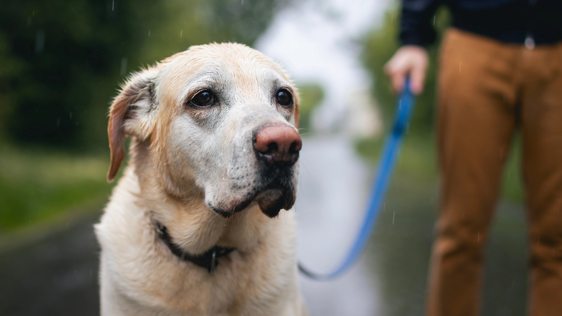 Hvis din hund gør dette, så lad være med at røre den