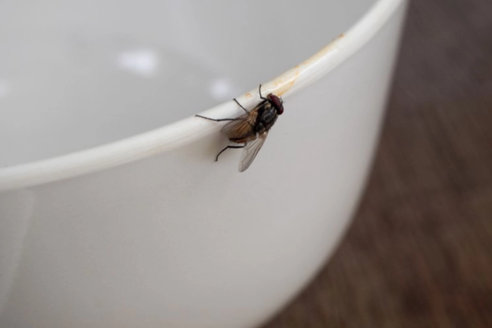 Insekter vil flygte fra dit hjem, hvis du sprayer dette rundt i huset
