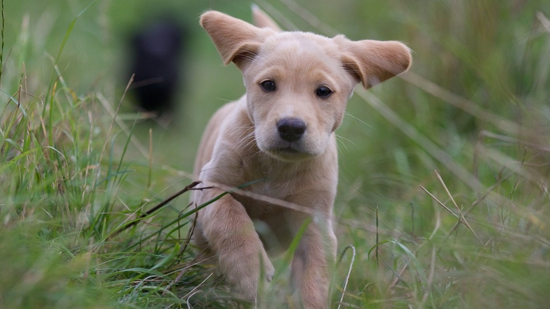 Dyrlæge med advarsel: Du skal stoppe med at lege denne ‘farlige’ leg med din hund