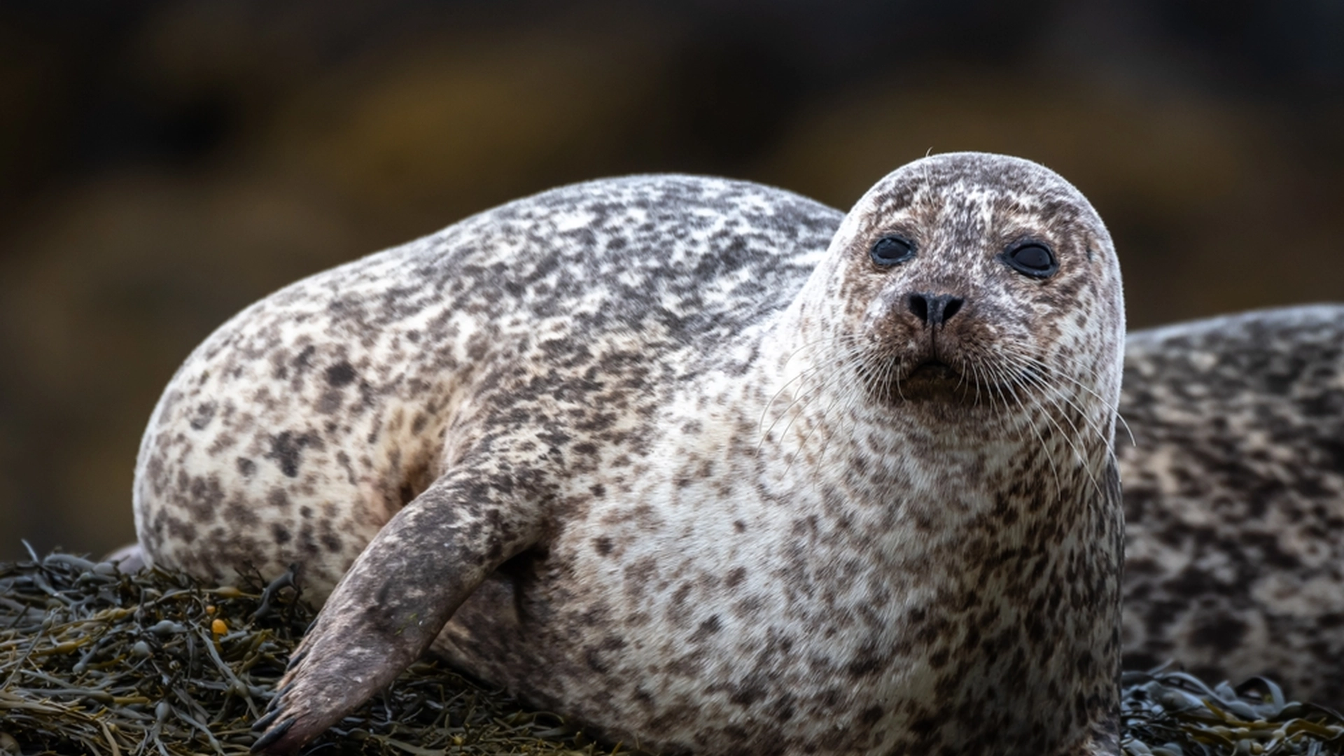 Gæst kunne ikke tro sine egne øjne: Vågnede op til en snorkende sæl på sit hotelværelse – men hvad, der skete bagefter, er endnu vildere