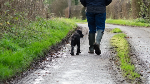 Dyrlæge afslører: Så ofte bør du faktisk gå tur med din hund