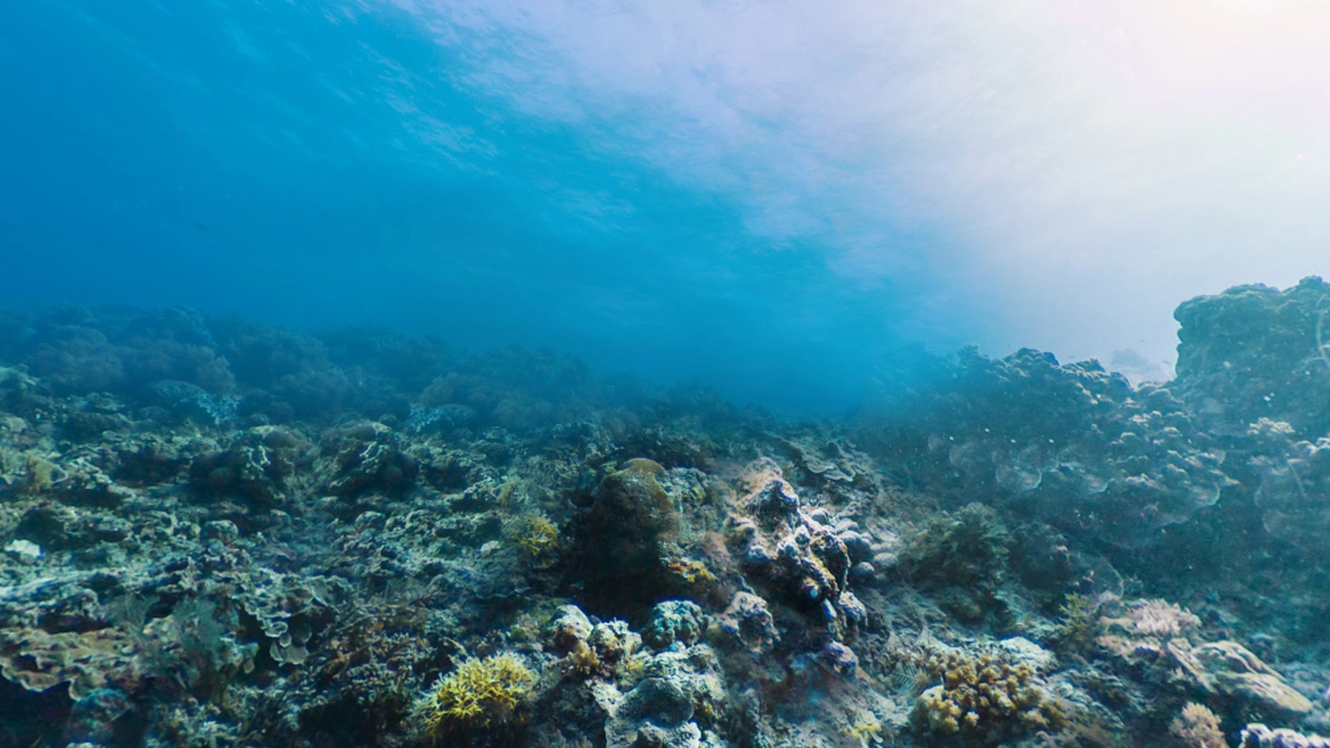 Julie var ude at svømme, da noget pludselig ramte hendes ben: Sekunder efter var hun i livsfare