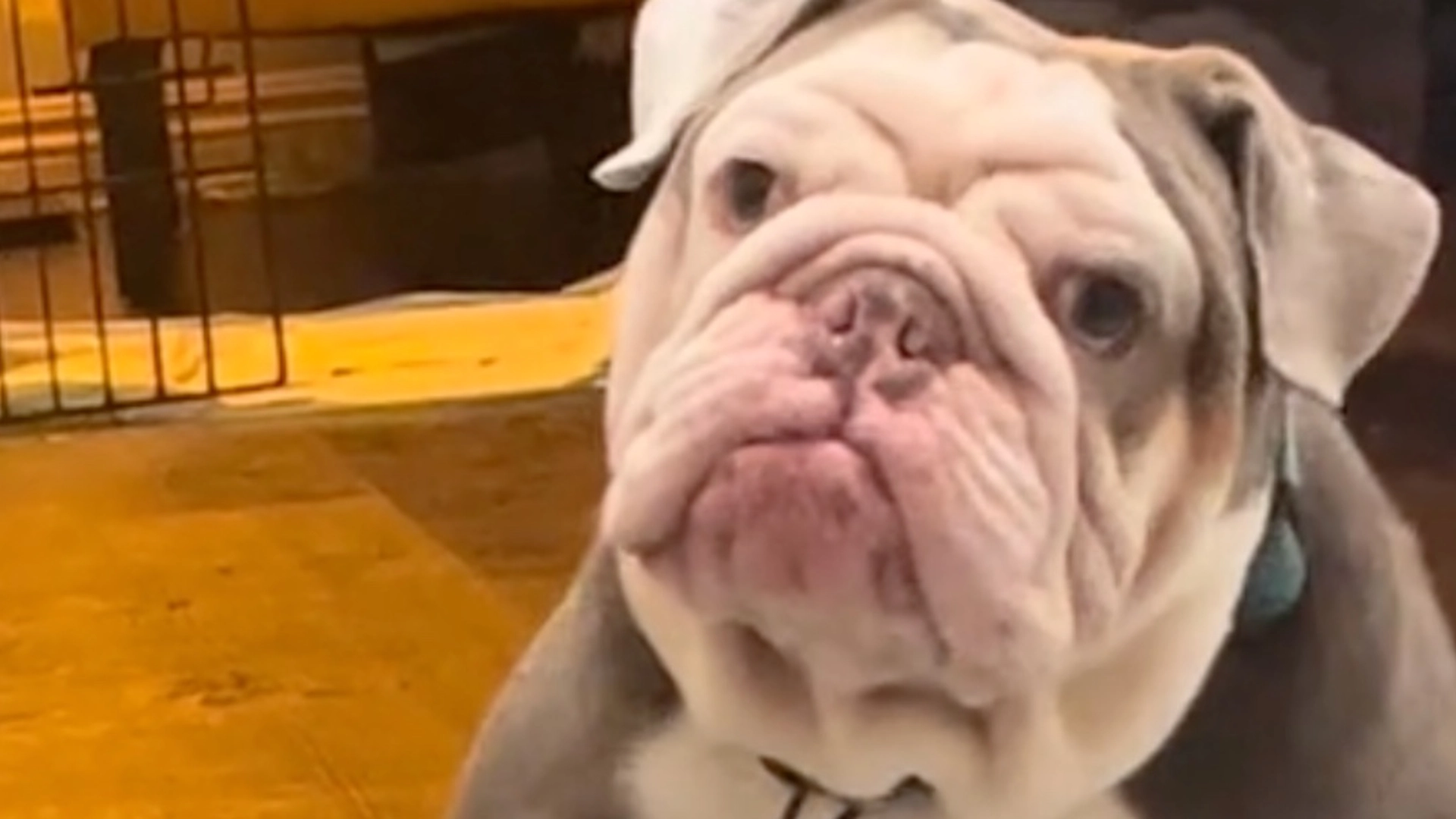 Bulldog går viralt med ‘sødeste reaktion nogensinde’: Ejer fortæller, at han ikke får mad