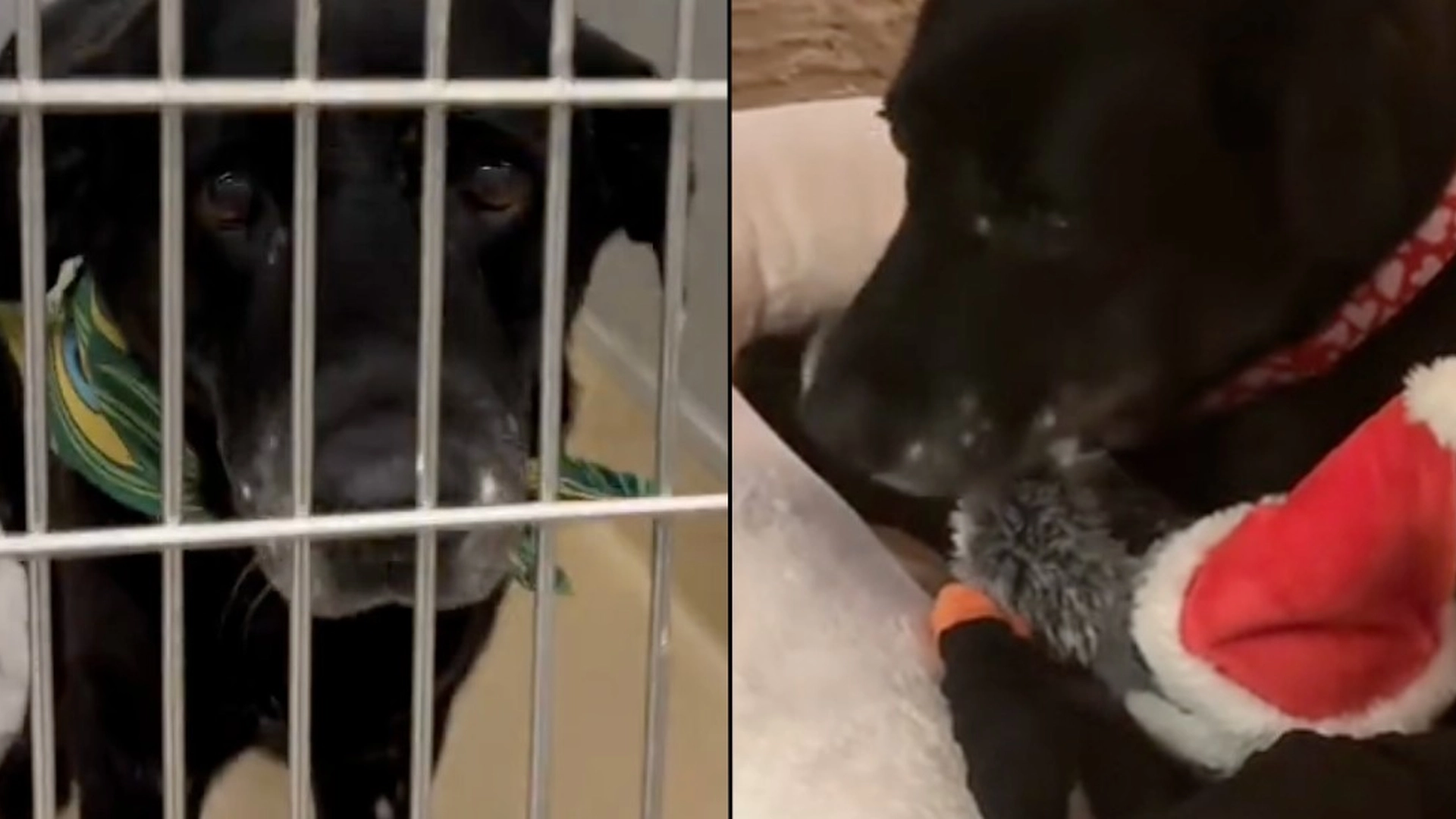 Kvinde beder om den ‘ældste hund på internatet’: Så endte hun med den sødeste overraskelse