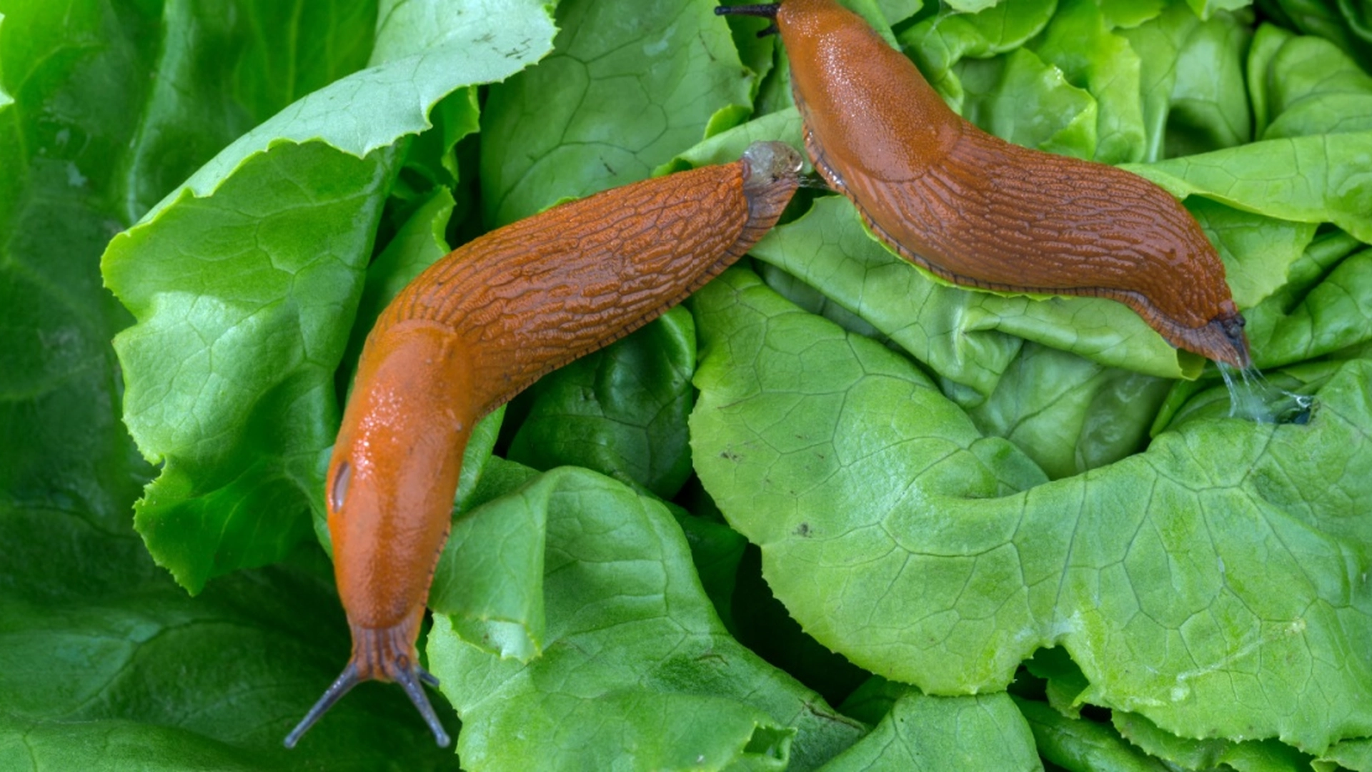 Sprøjt dette vidundermiddel på dine planter – og se sneglene flygte fra haven