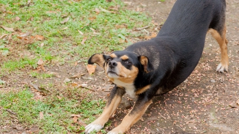 Strækker din hund ud foran dig? Så forsøger den at fortælle dig dette