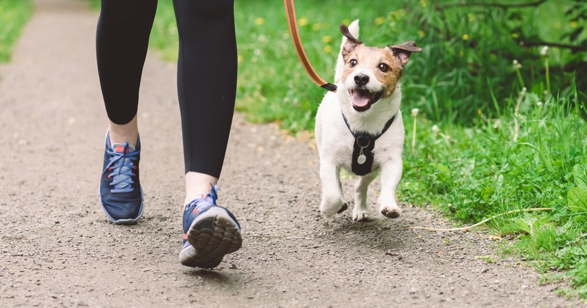 Dyrlæge med advarsel: Gør du dette på gåturen, kan det skade din hund