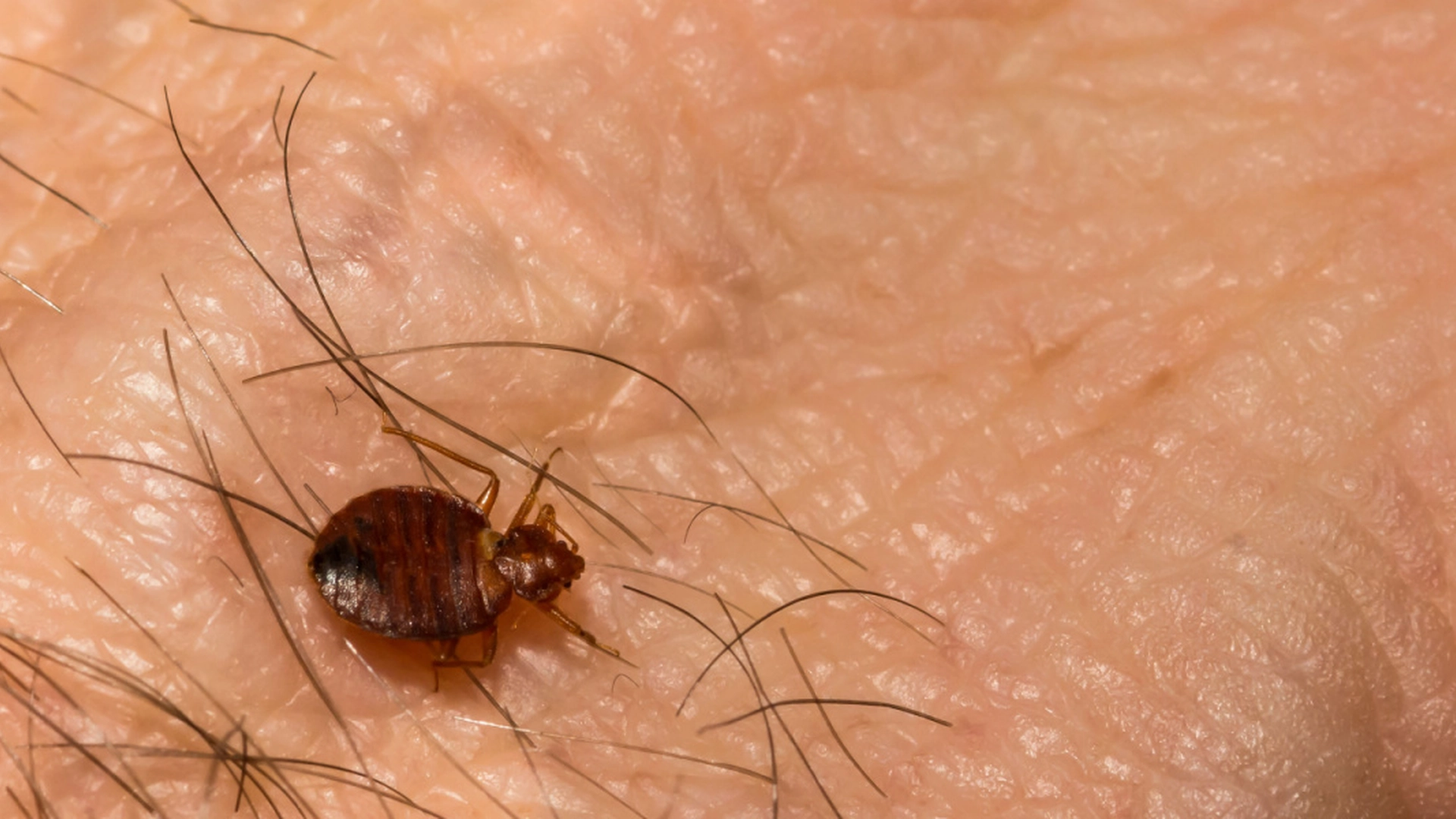 Udnyt væggelusenes største svaghed: Sådan slipper du af med dem hurtigt