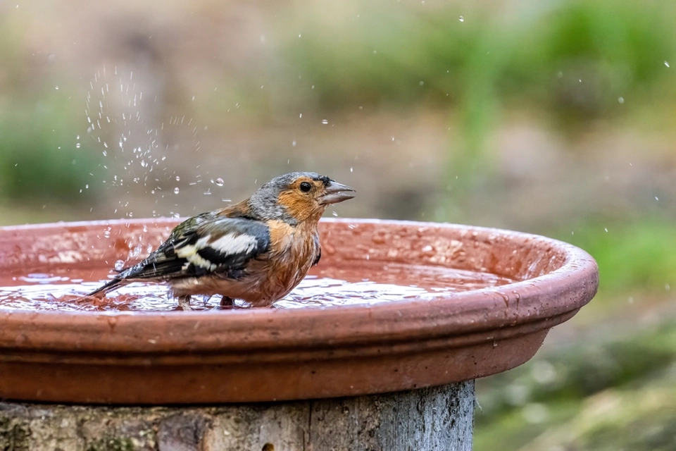 Derfor bør du lægge en 50-øre i fuglebadet
