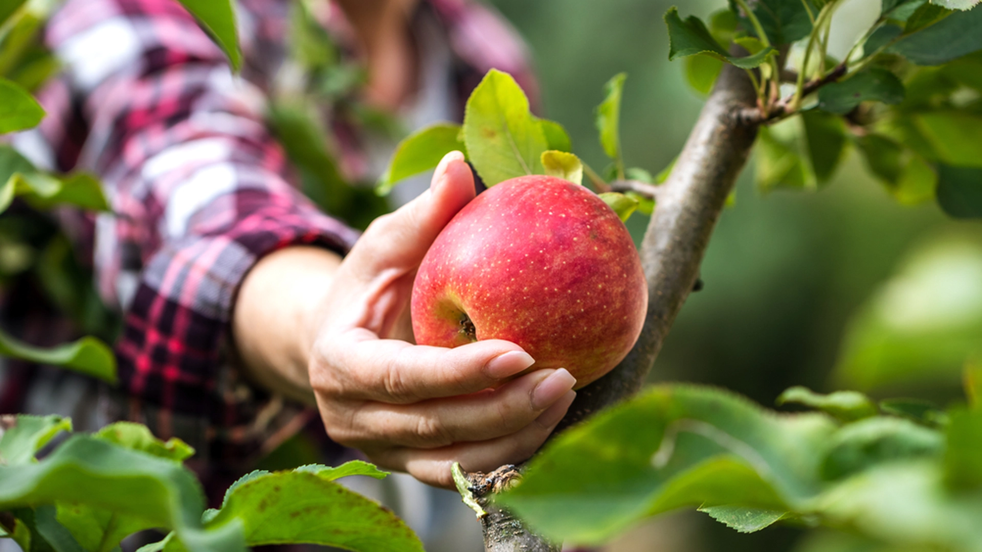 Må man klippe eller tage af naboens planter, der vokser over hækken? Eksperter giver svar