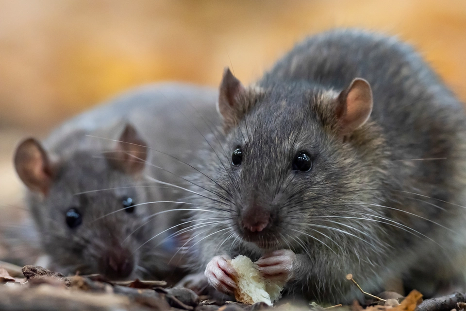 Advarsel fra ekspert: Rotter kan ‘overtage’ din have, hvis du efterlader 1 almindelig ting udenfor