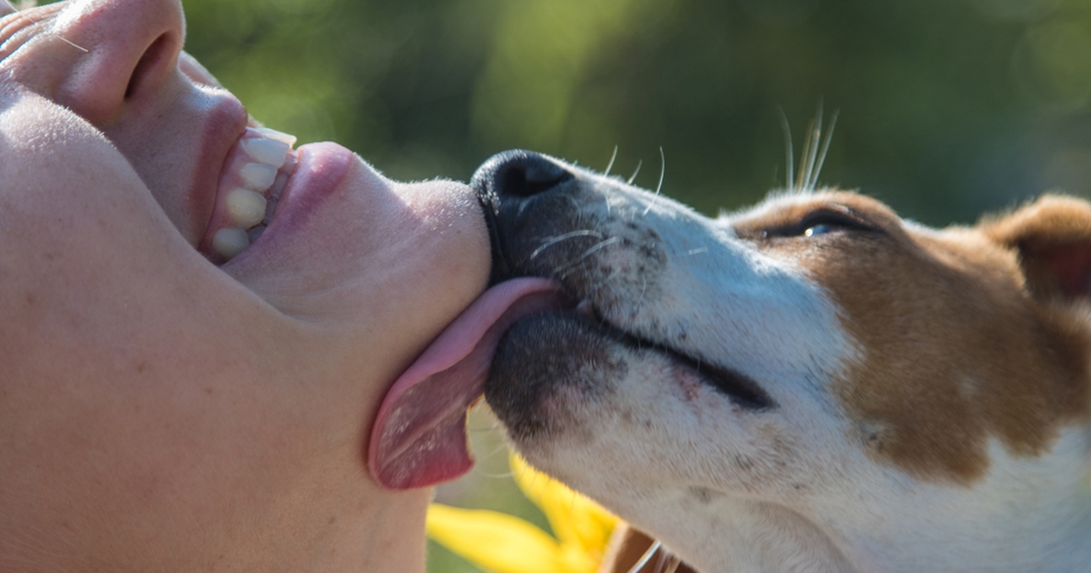 Dyrlæge afslører: Det betyder det, når din hund slikker dig i ansigtet, på hænderne eller fødderne