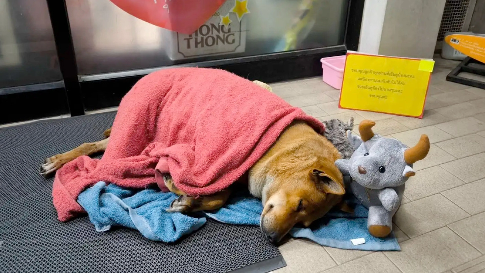 Hund ventede i månedsvis uden foran 7-Eleven på ejer: Men så kom der et nyt håb