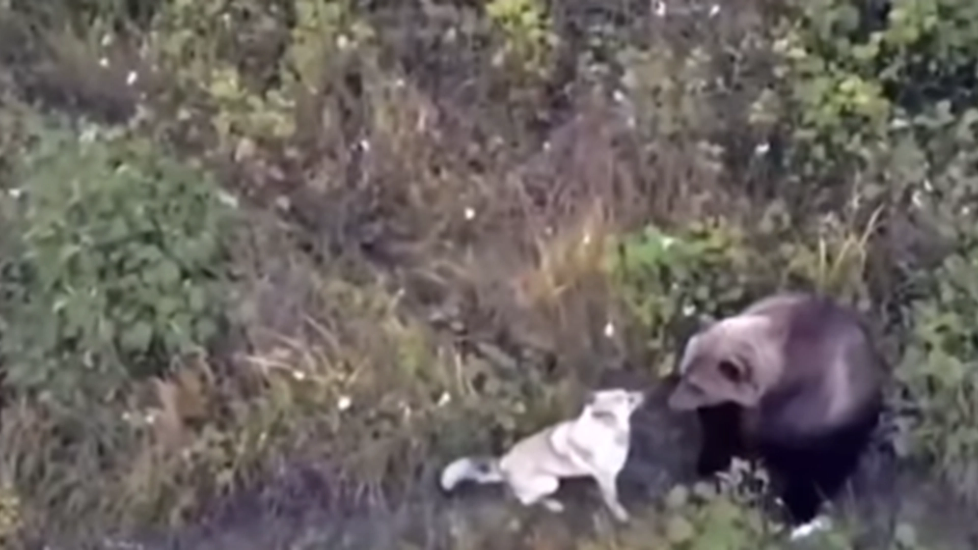 Hundeejer sendte drone ud og lede efter hunden: Så gjorde den et utroligt fund