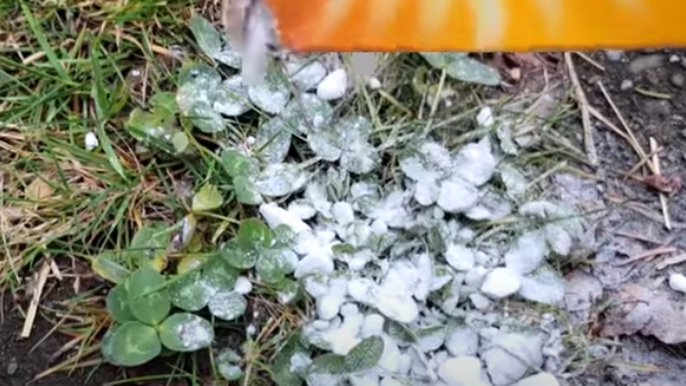 Drys natron over disse almindelige haveplanter: Se så magien ske