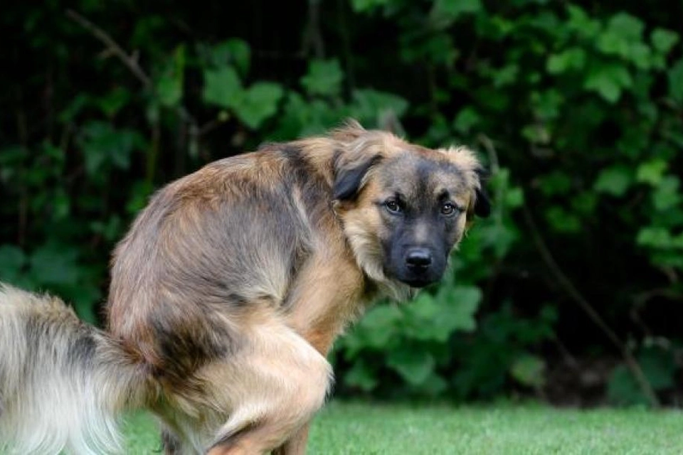 Her er årsagen til, at din hund stirrer på dig, når den skider