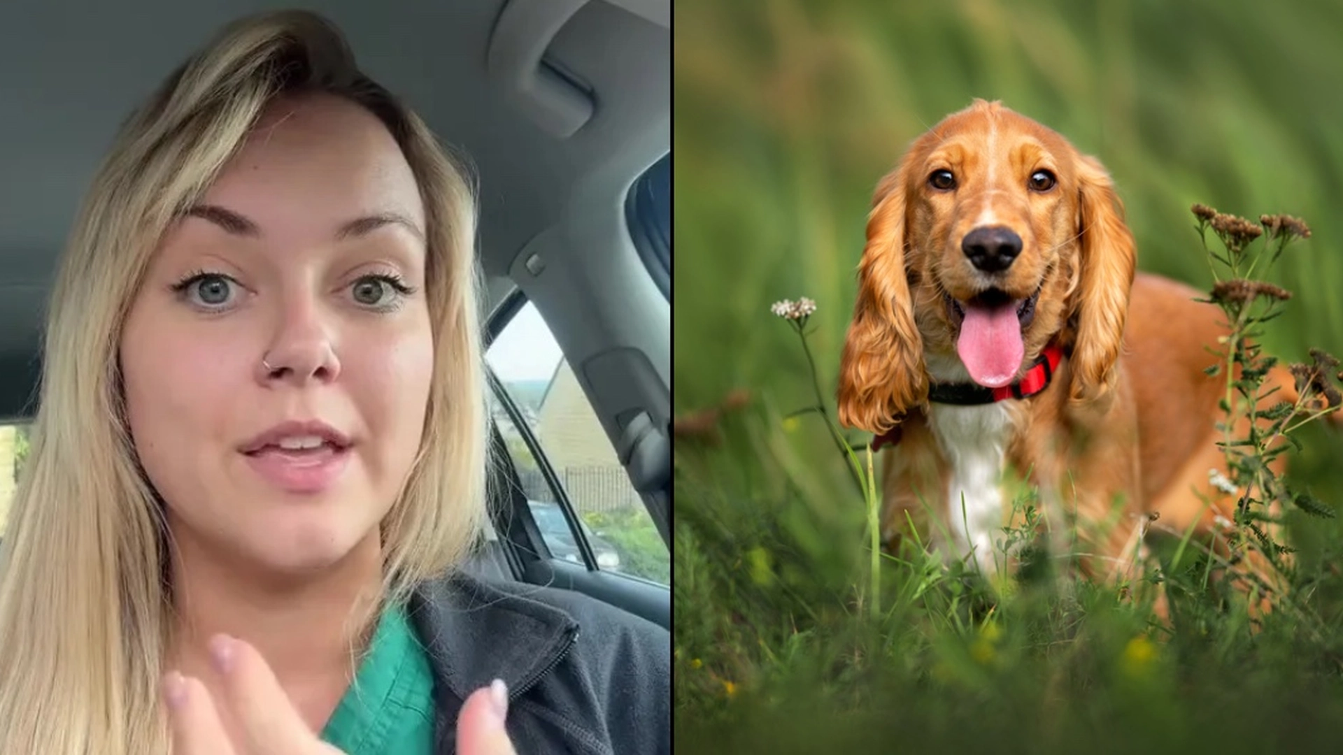 Dyrlæge med advarsel til alle hundeejere: Dette er det største tegn på hedeslag hos din hund