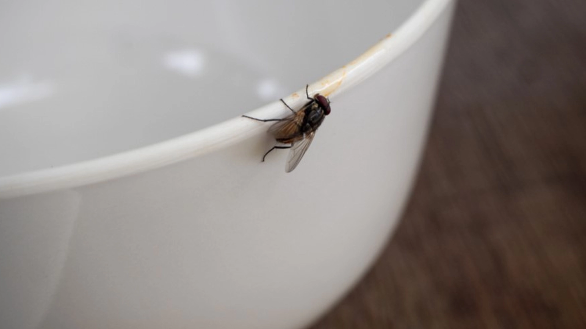 Denne grøntsag holder fluerne væk fra dit hjem for altid
