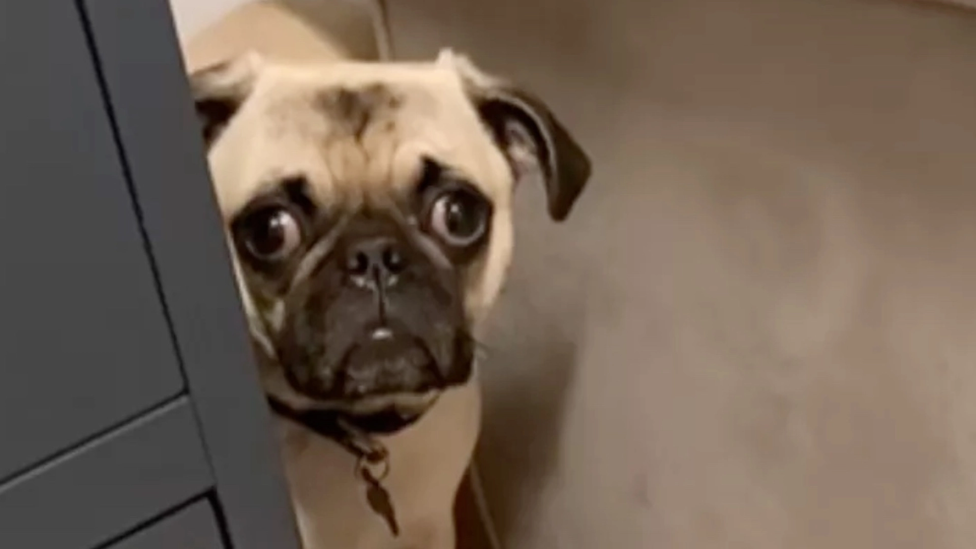 Kvinde tog sit nyfødte barn med hjem: Hun var slet ikke forberedt på hundens ‘hjerteskærende’ reaktion