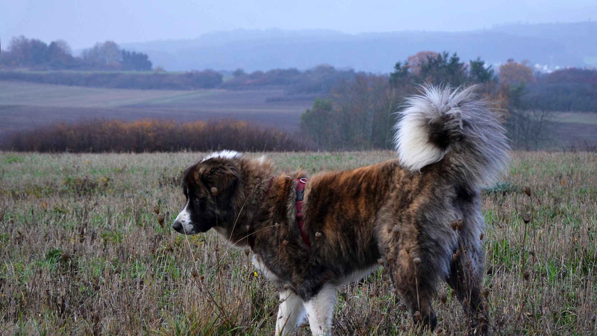 Han tjener sit levebrød på at samle hunde: Nu har han købt verdens dyreste hund til sin samling