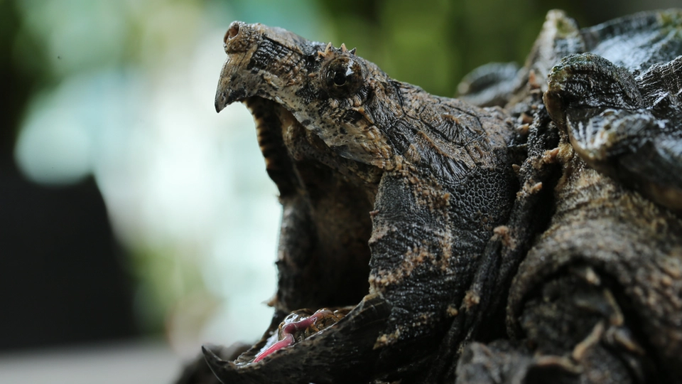 Monster skjulte sig i kloakslam: Farlig reptil er nu indfanget