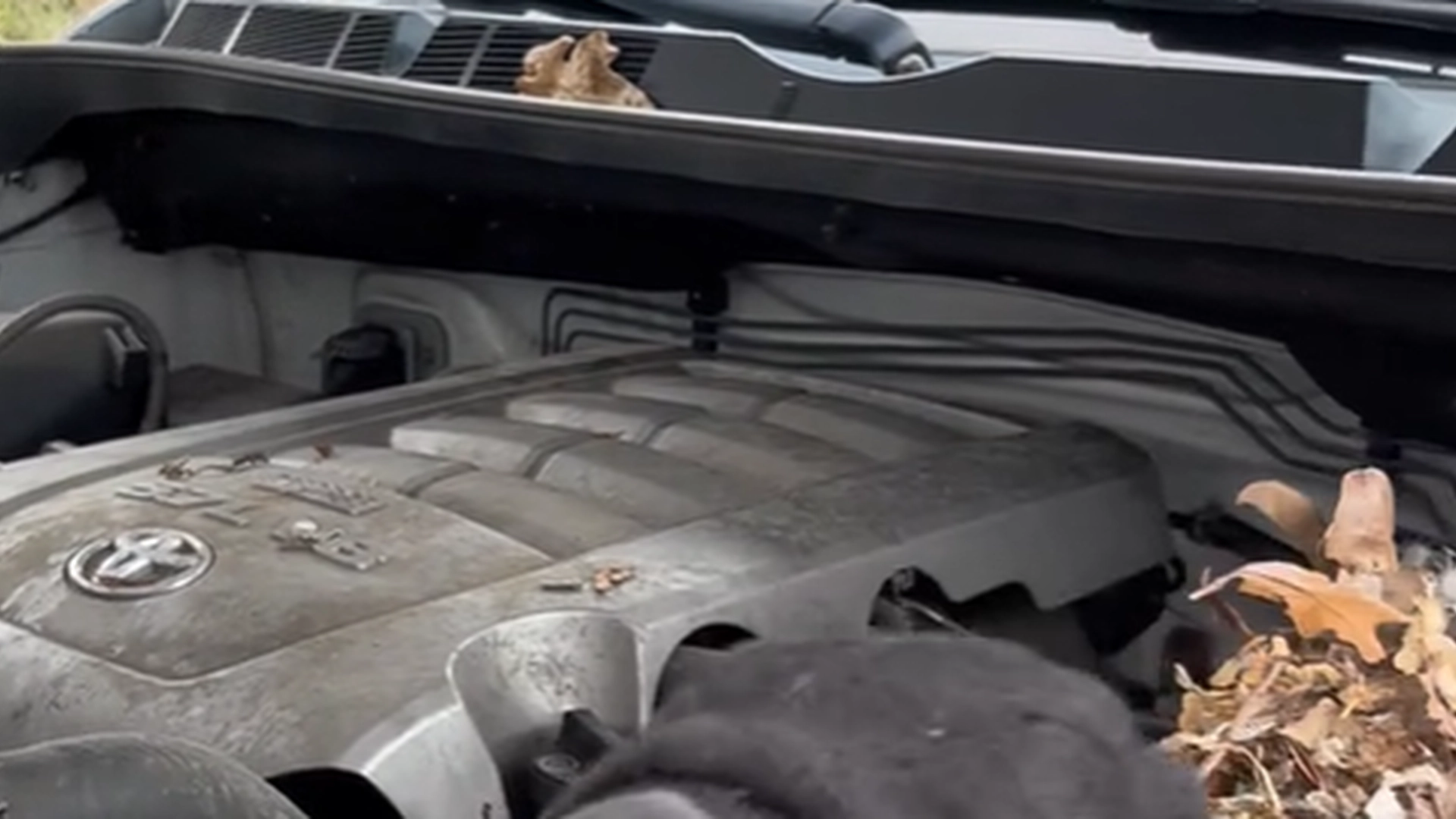 Bilen vil ikke starte: Da han åbner motorhjelmen, opdager han hvorfor