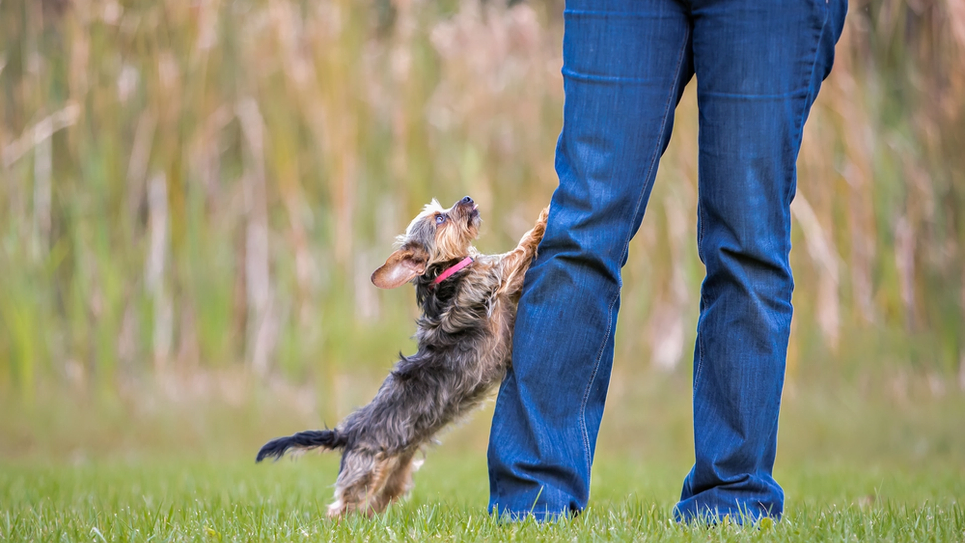 Det betyder det, når din hund humper dit ben: Og sådan stopper du det