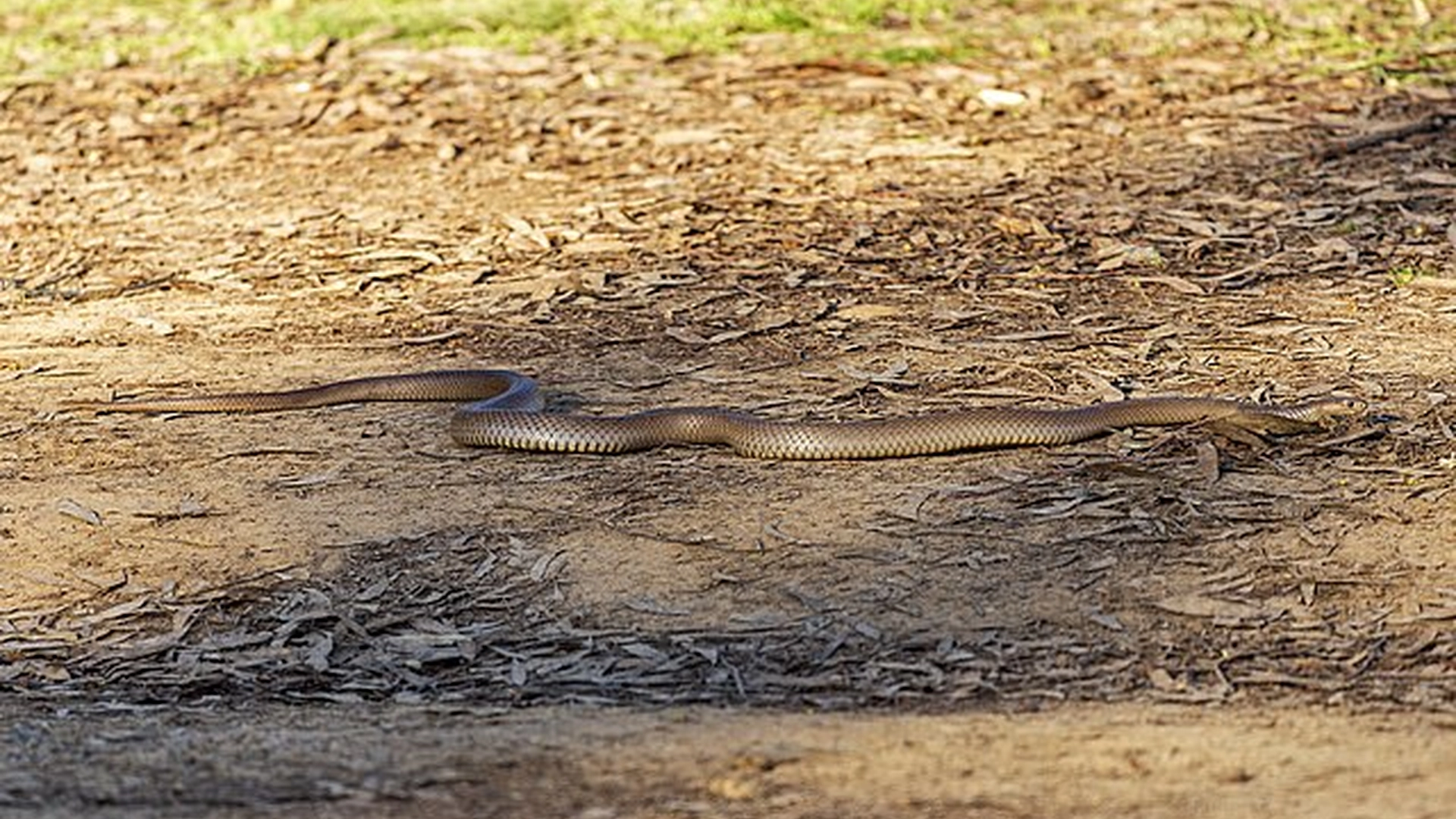 Mand spottede en slange i haven: Så gik det fulde omfang op for ham