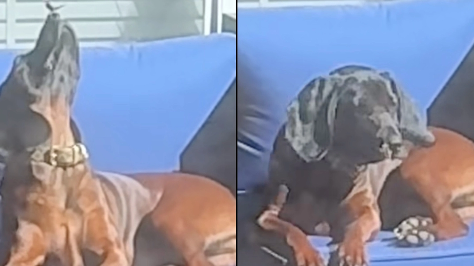 Kvinde tror, at hun filmer hund der solbader: Får et chok, da hun ser optagelsen