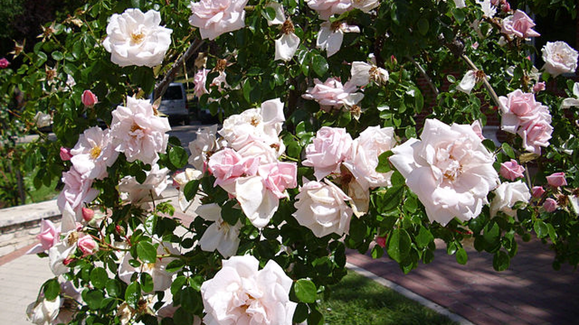 Denne rose gror lynhurtigt og giver et væld af duftende blomster hele sommeren