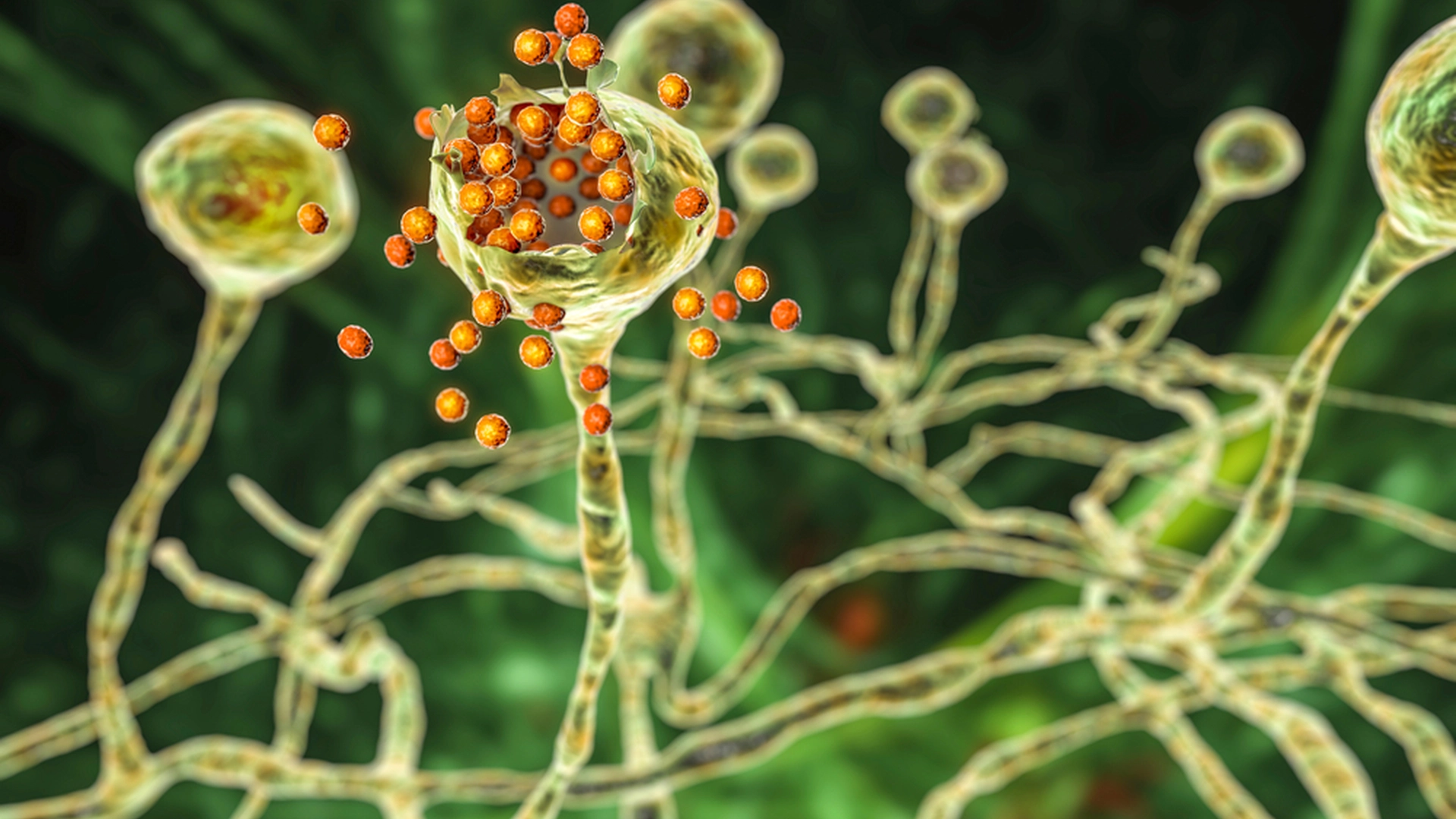 Farlige svampe spreder sig i varmen: Kan spise dig indefra