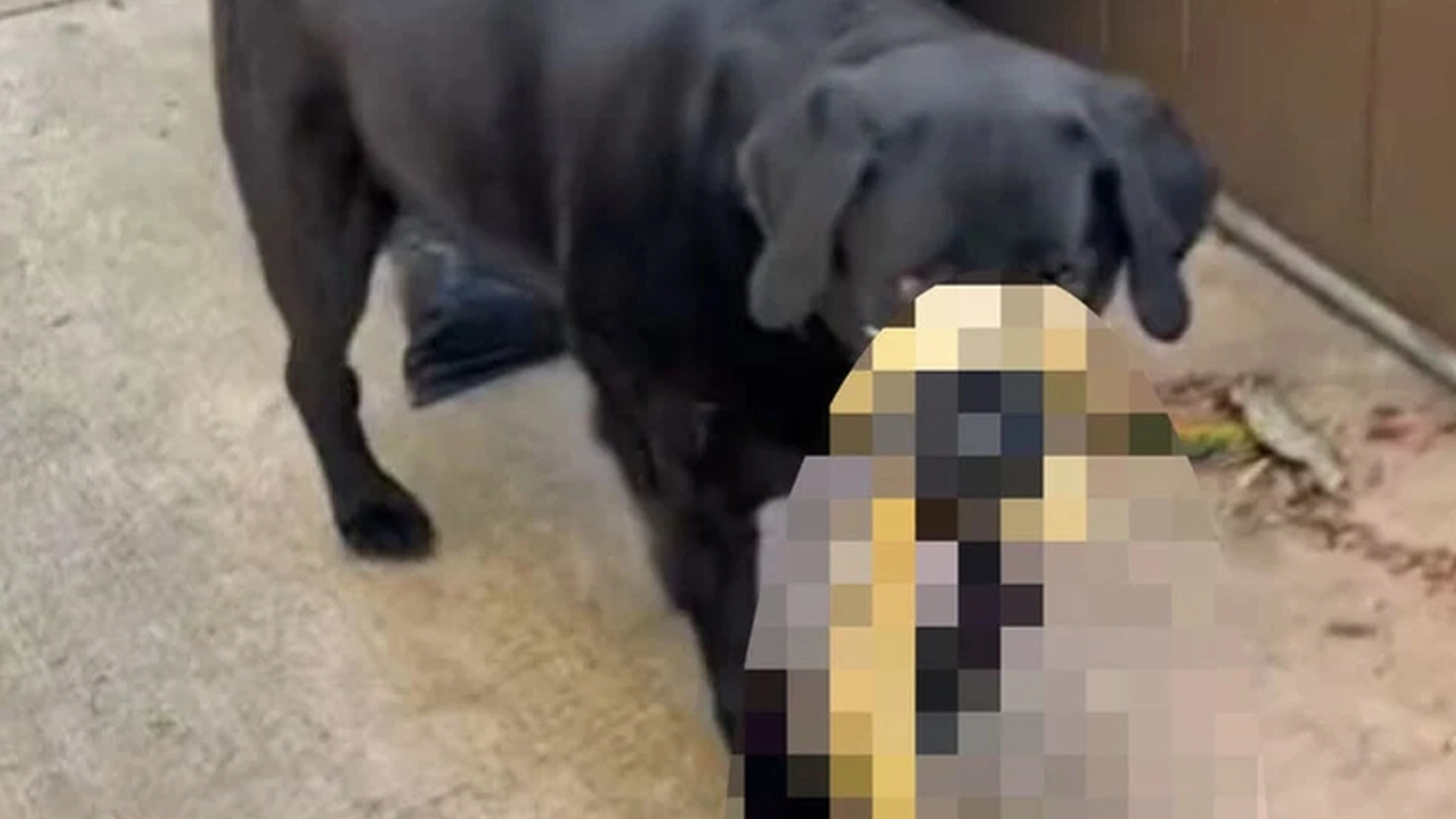 Hund kom hjem med en stor overraskelse: Ejeren ringede straks efter hjælp