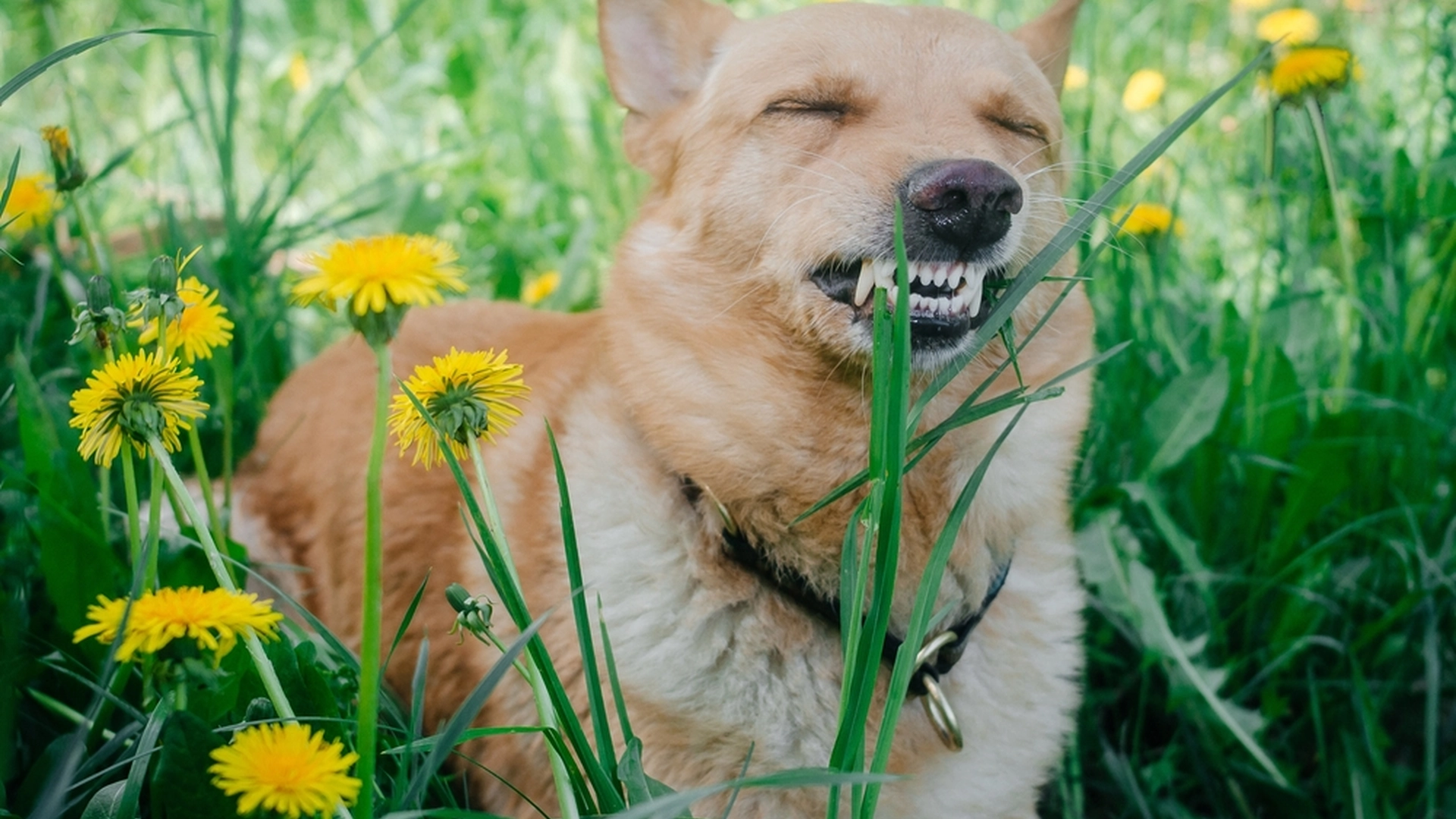 Dette bør du aldrig gøre, hvis din hund bliver stukket af en bi