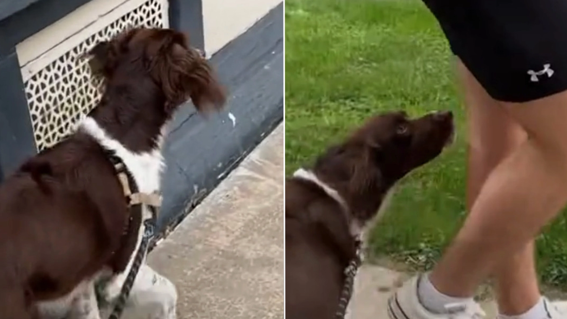 Smelter hjerter: Her er øjeblikket, hvor hund genkender sin ‘onkel’ efter 6 måneder