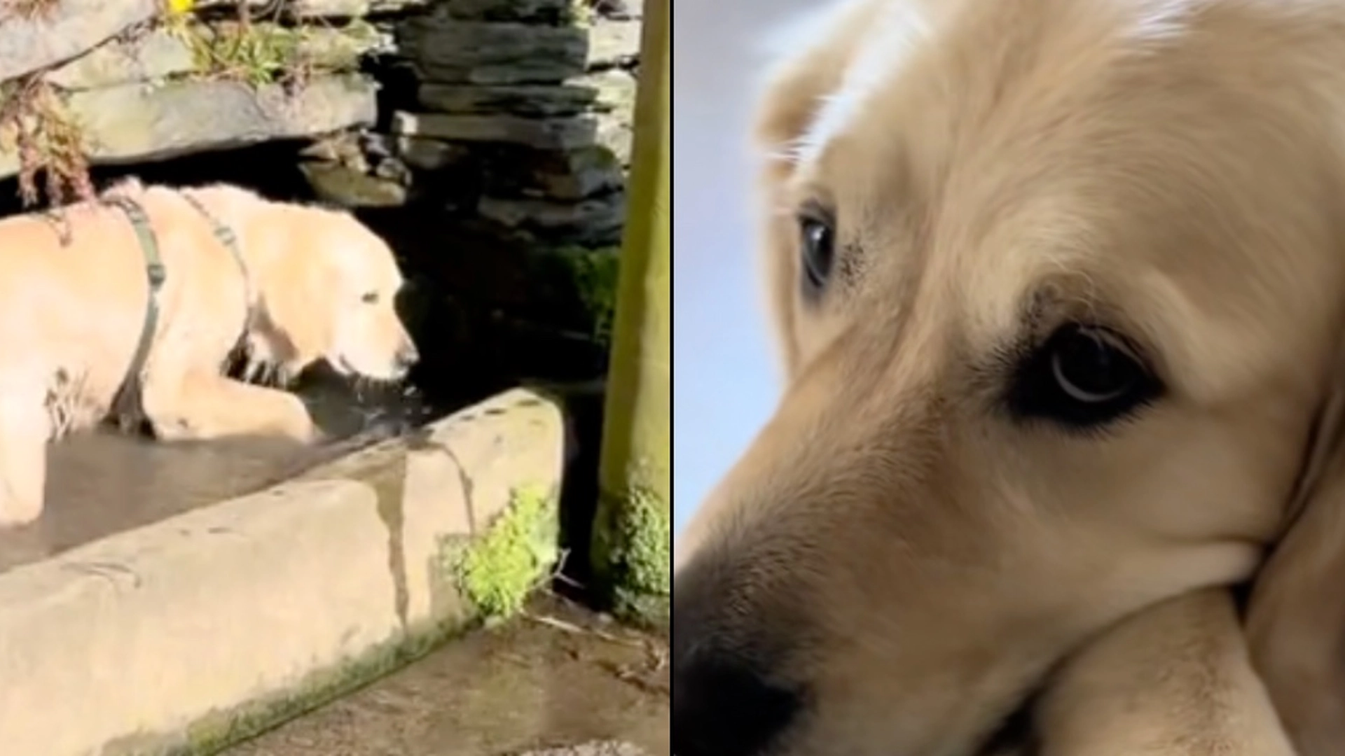 Ejer ville gå en tur med hund inden arbejde: Det endte med at tage uventet drejning