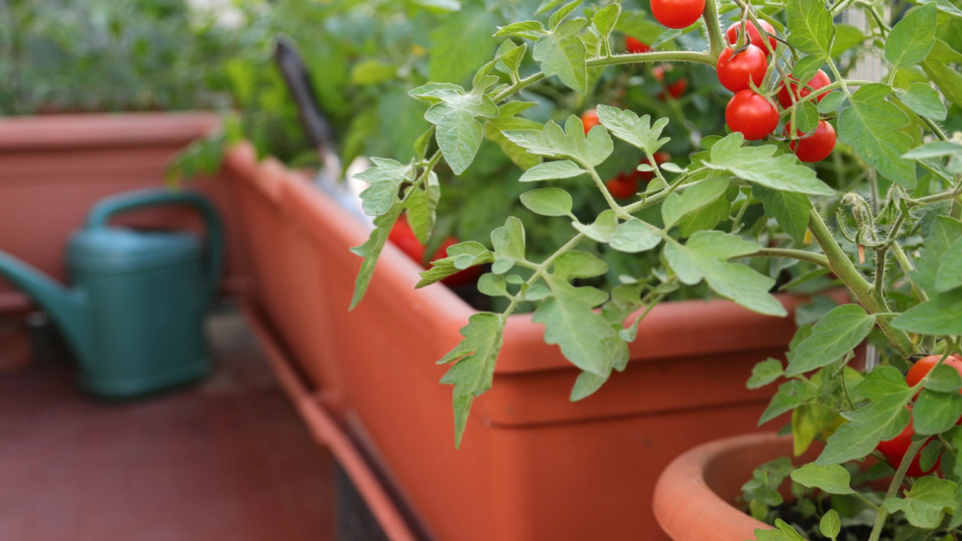 Hold dine tomatplanter ‘langt væk’ fra disse 3 almindelige afgrøder for at undgå ‘uoprettelig skade’