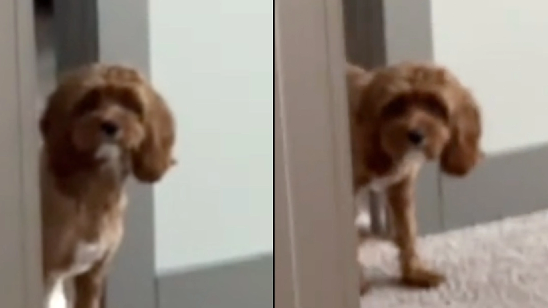 Kvinde tager sin paryk af for første gang foran sin hund: Hun havde slet ikke forventet dens reaktion