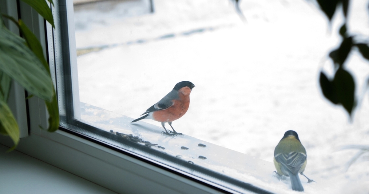 Derfor banker fugle på vinduer: Årsagen vil overraske dig