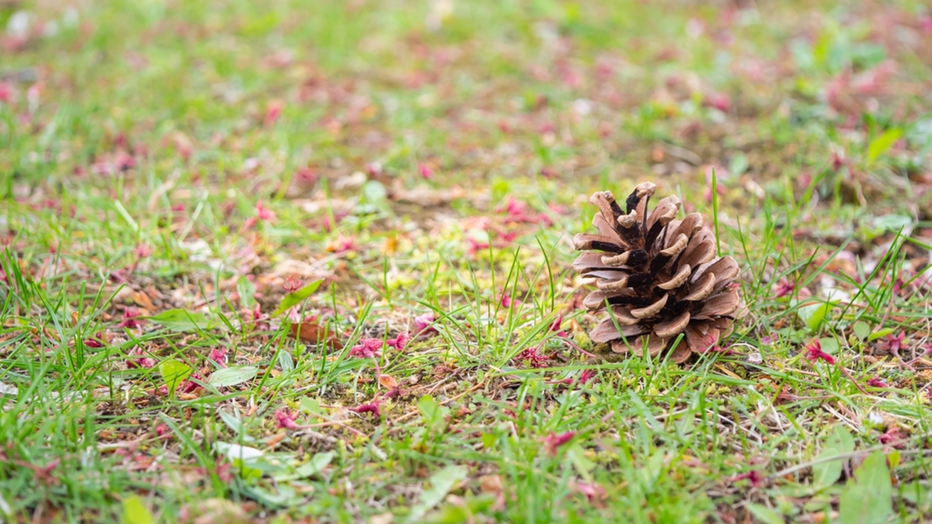 Placér dette i bunden af dine blomster og planter – de vil elske det