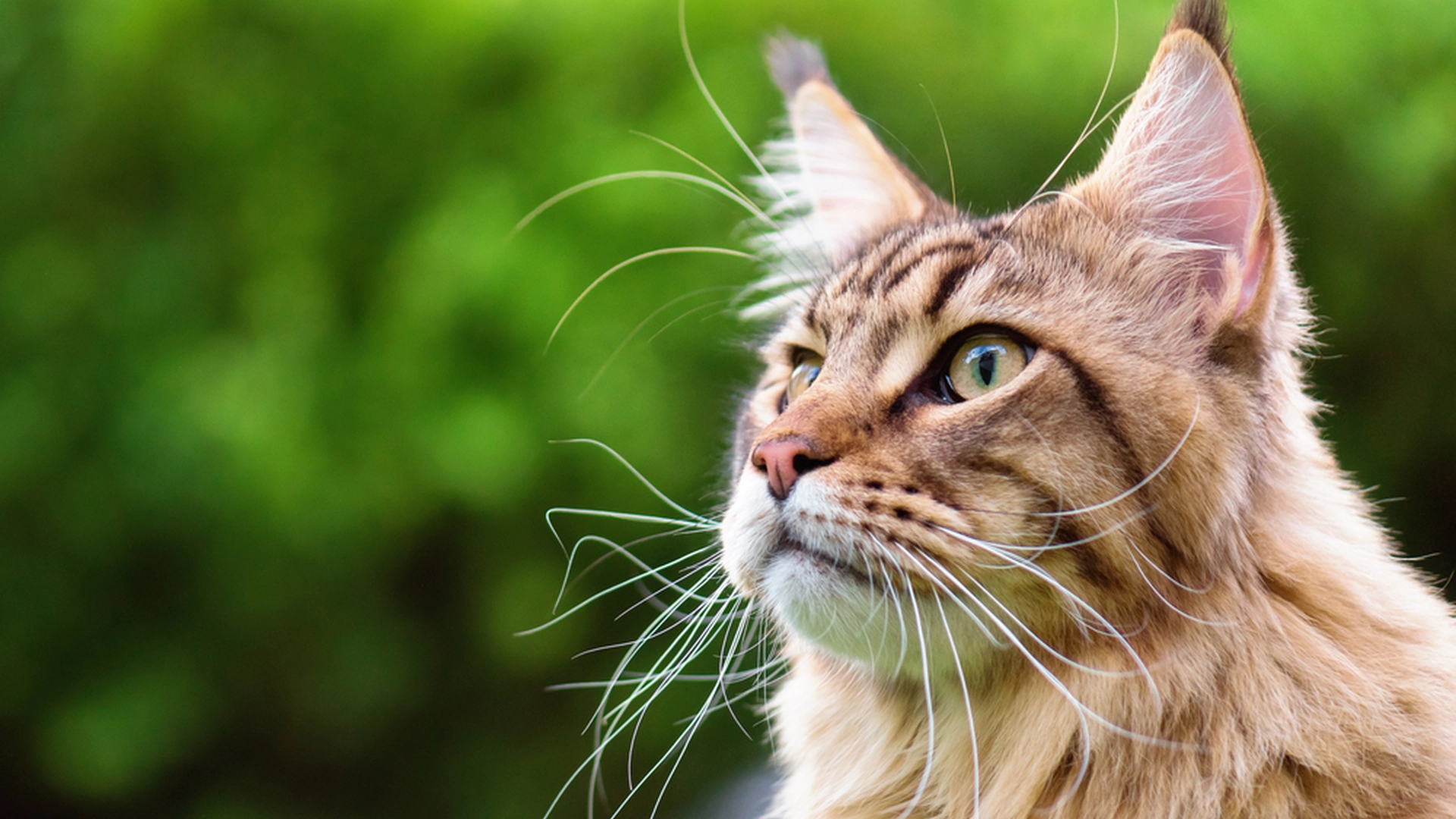 Par begik katastrofal fejl med katten Nero: Nu har den kostet dem 150.000 kroner